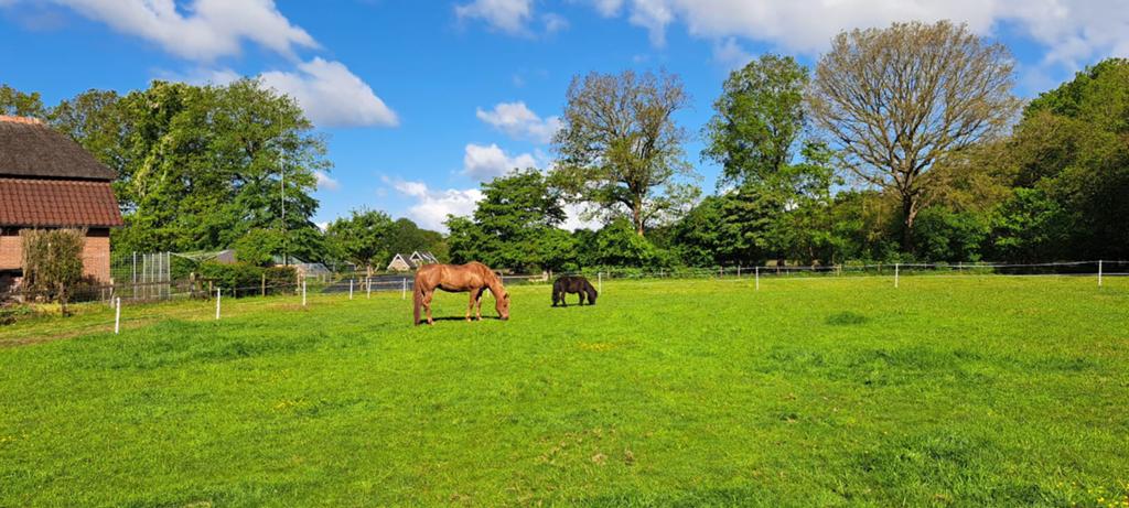 Verzorger gezocht! Bijrijdpaard/pony aangeboden, Weidegang