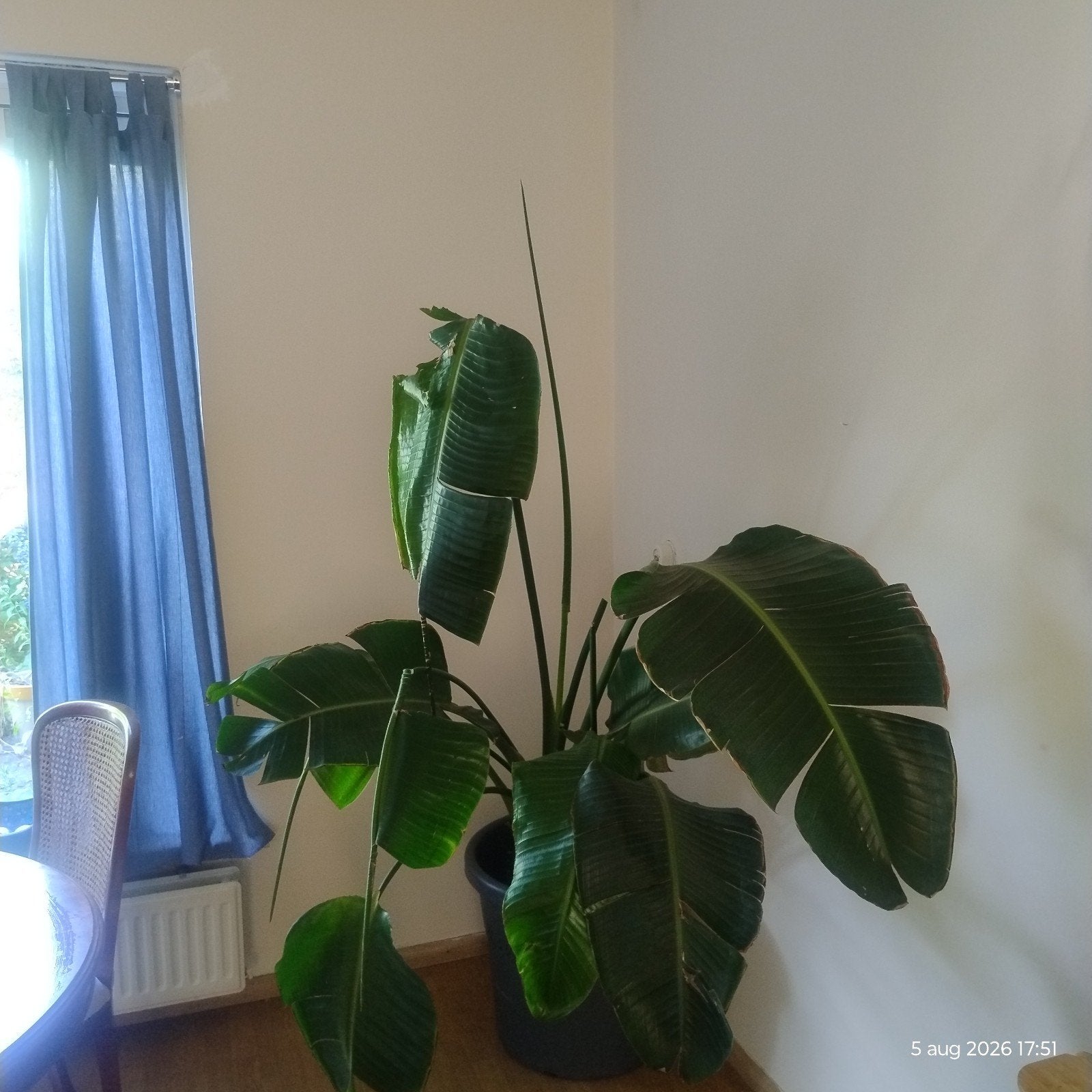 Gratis Strelitzia / Paradijsvogelplant, Ophalen, Halfschaduw, 200 cm of meer