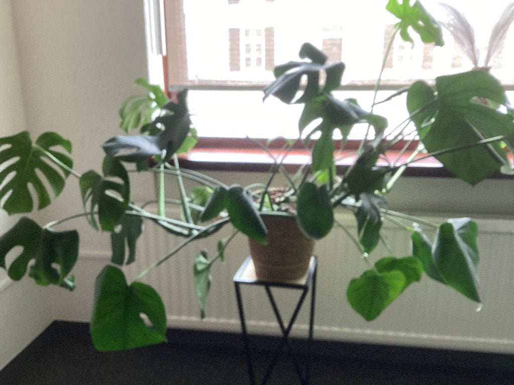 Kamerplant, Huis en Inrichting, Kamerplanten, Ophalen of Verzenden, Halfschaduw, Minder dan 100 cm