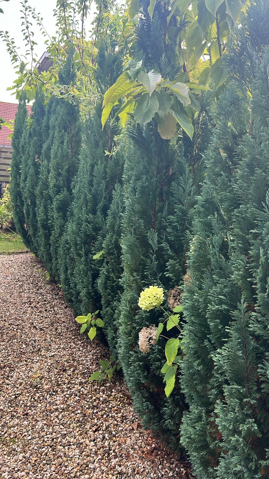 Ca 50 coniferen Thuja Brabant, Ophalen of Verzenden