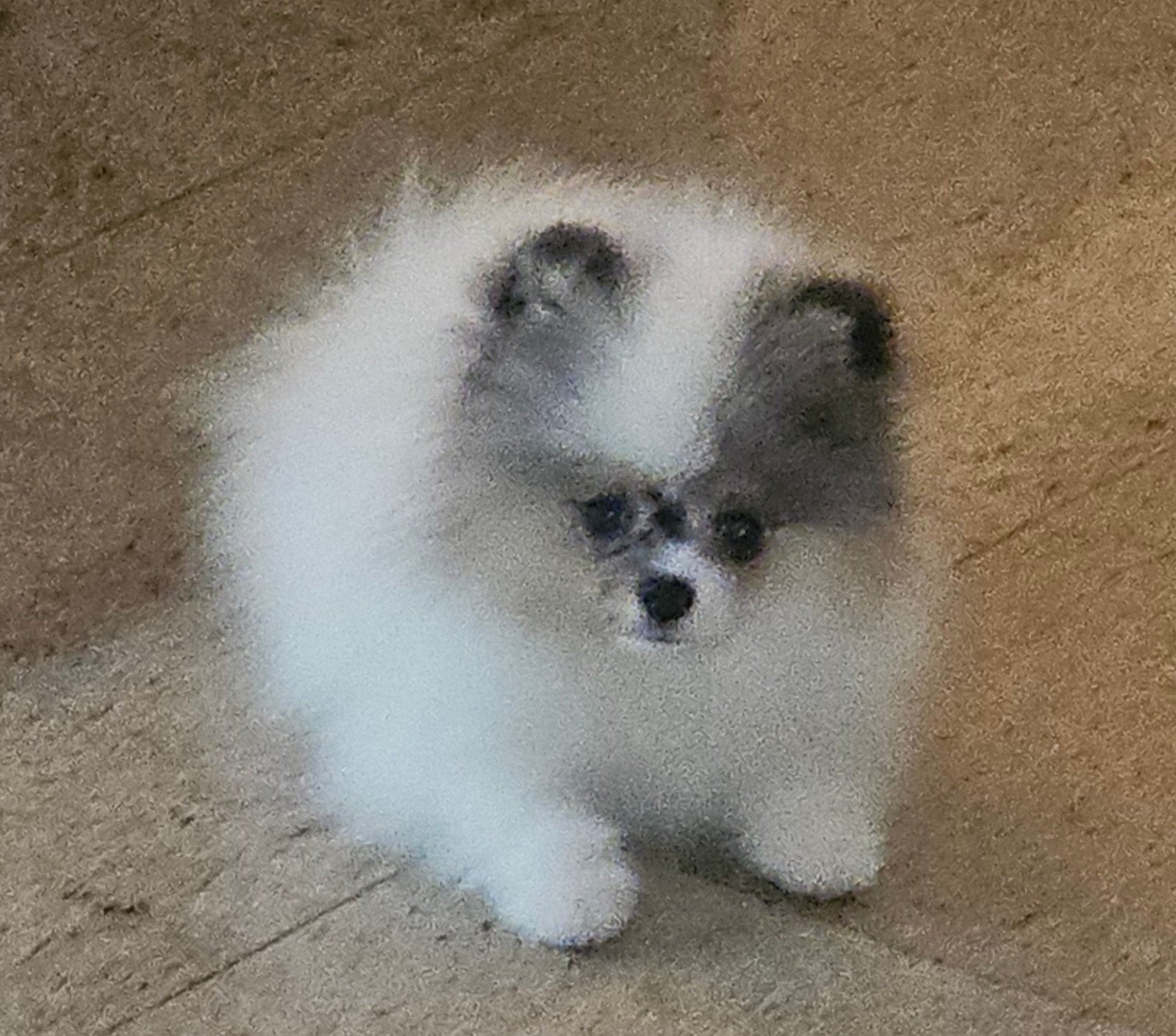 elite pomeranian reutje  4 mnd is al.in Nederland  ‼️, Dieren en Toebehoren, Keeshond, 15 weken tot 1 jaar, Eén hond, Reu