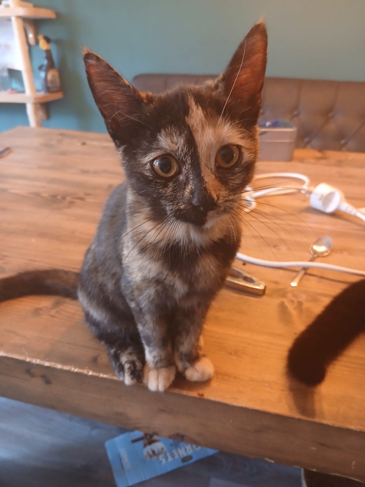 lieve kittens allemaal vrouwtjes, Poes, Kortharig, 0 tot 2 jaar