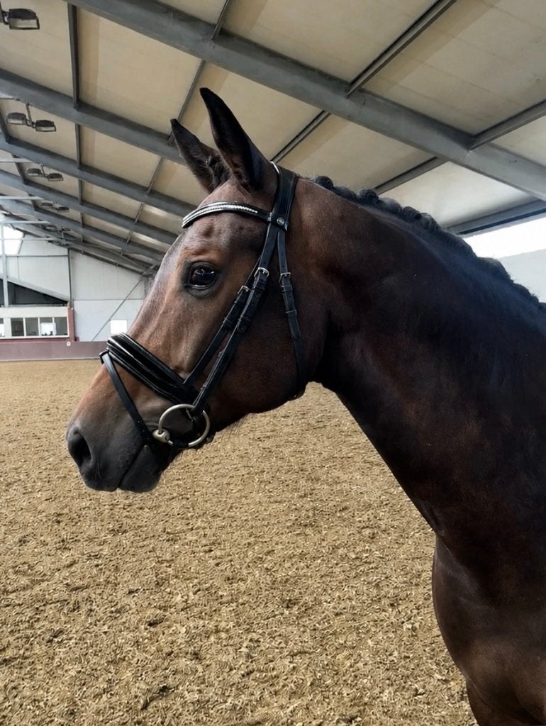 8-jarige KWPN dressuurruin | Henkie x Bojengel, Met stamboom, Ruin, Dressuurpaard, 7 tot 10 jaar
