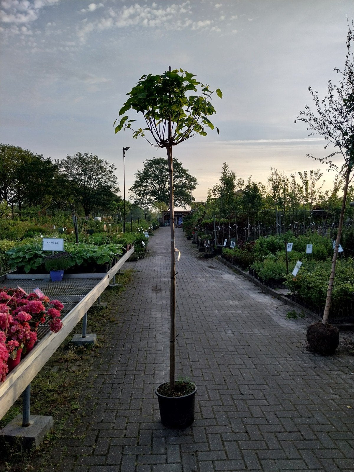 Bolcatalpa (Catalpa bignonioides 'Nana') - Compacte Bolboom, Bloeit niet, 250 tot 400 cm, Ophalen, Volle zon
