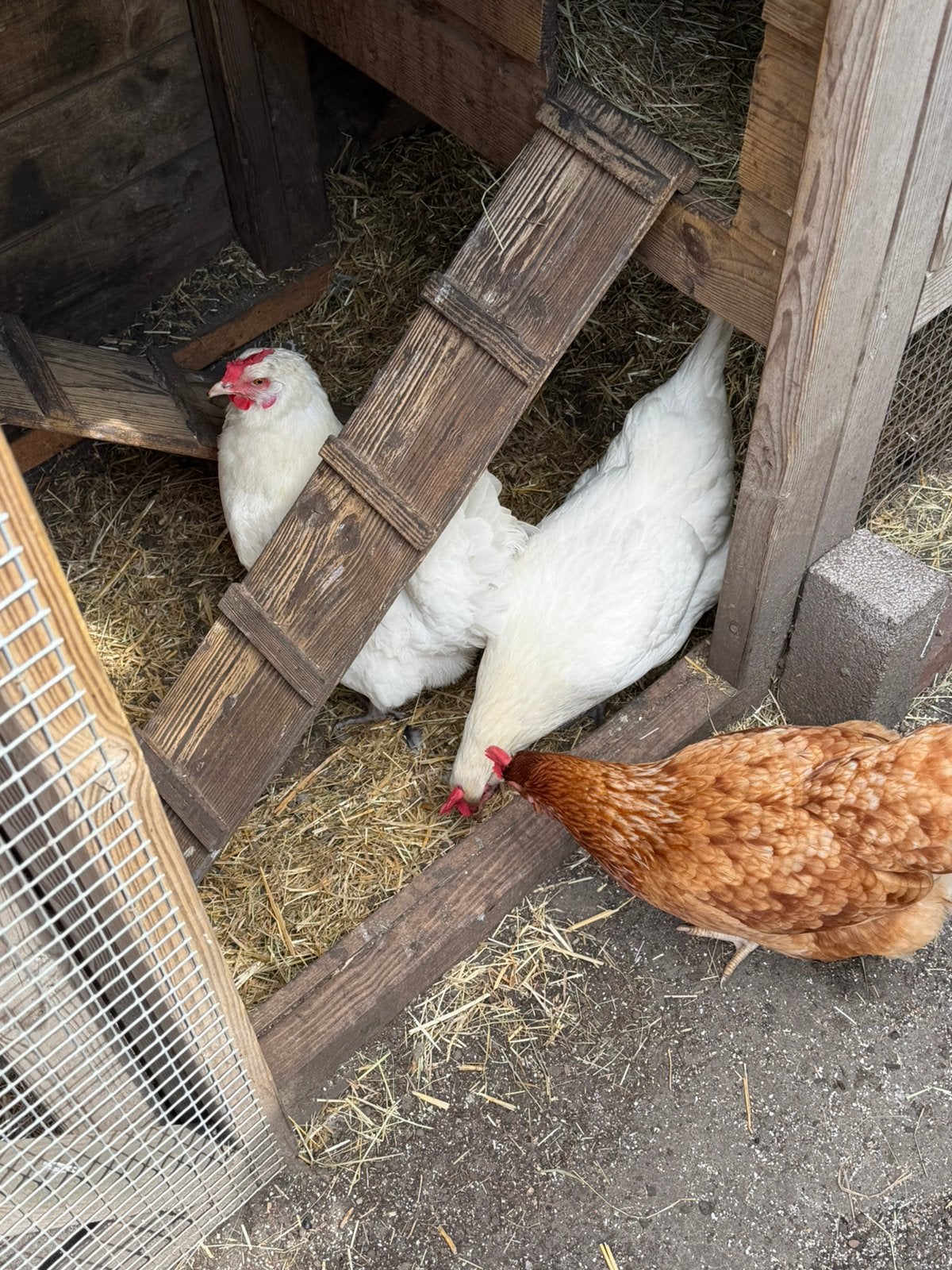 3 wit en 2  bruin grote kippen te koop, Vrouwelijk, Kip