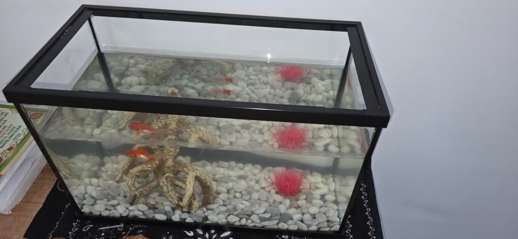 Aquarium te koop met 2 goudvissen., Ophalen of Verzenden, Minder dan 75 cm, Kooi, Minder dan 60 cm
