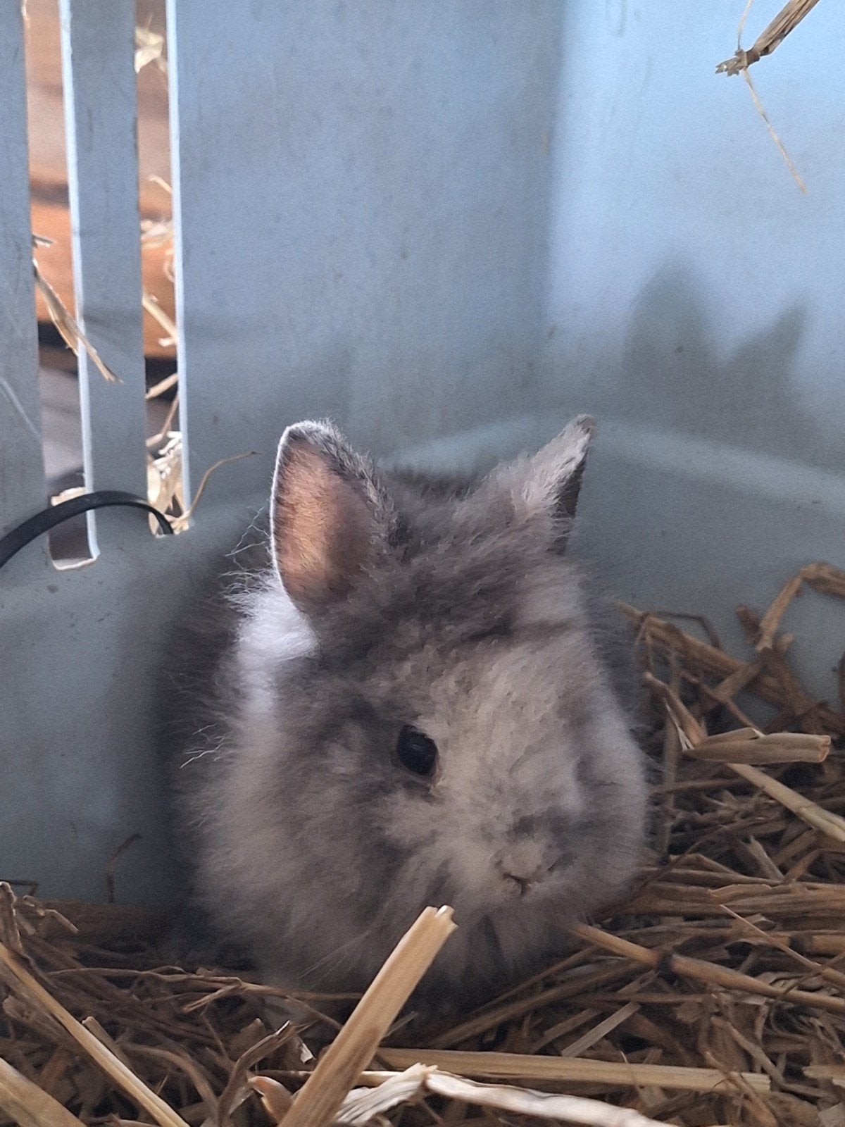 prachtige teddy widders, Dieren en Toebehoren, Mannelijk, Dwerg