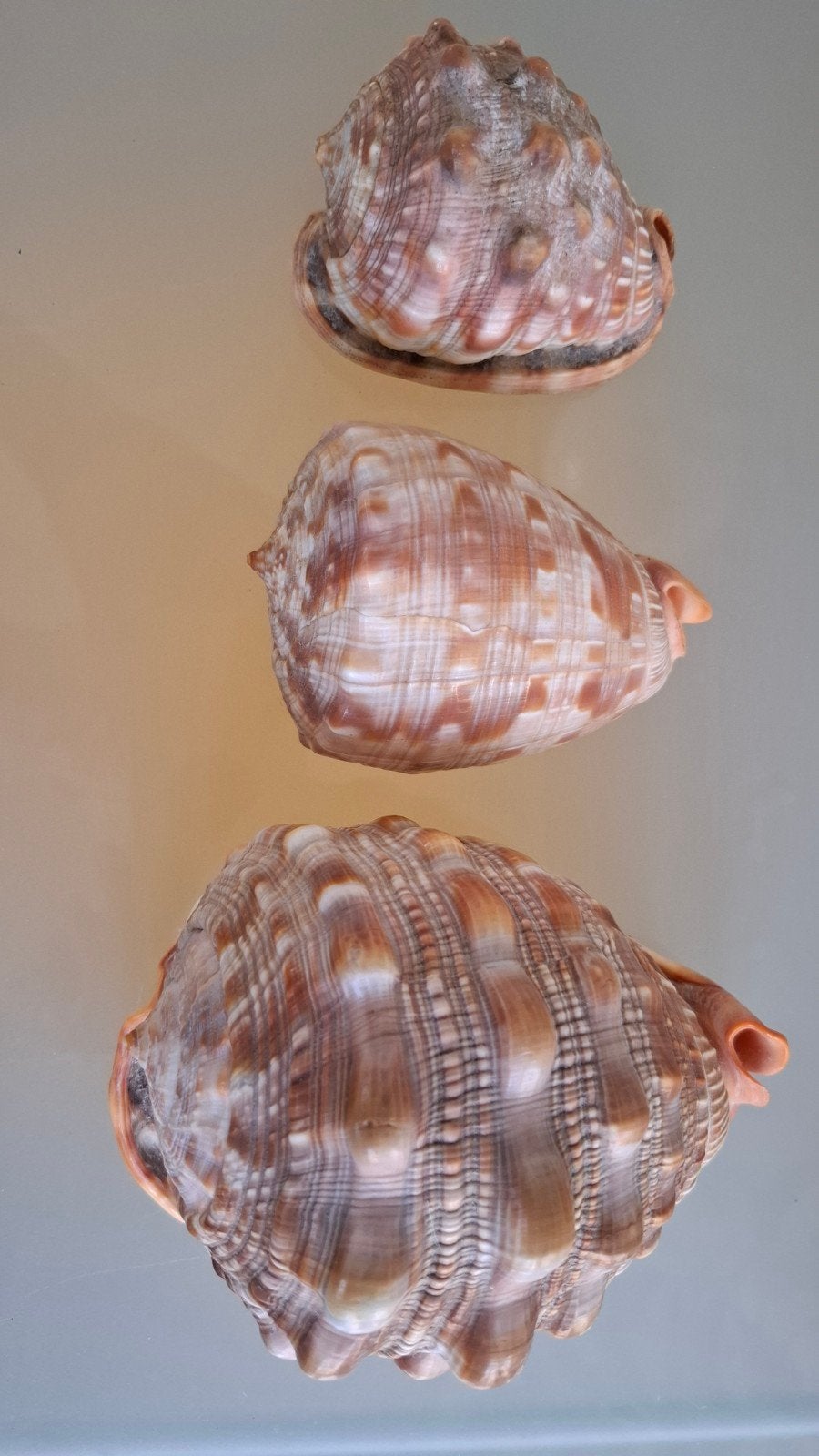 Collectie helmschelpen 8,5 cm - 10cm - 14,5 cm, Ophalen of Verzenden, Schelp(en)