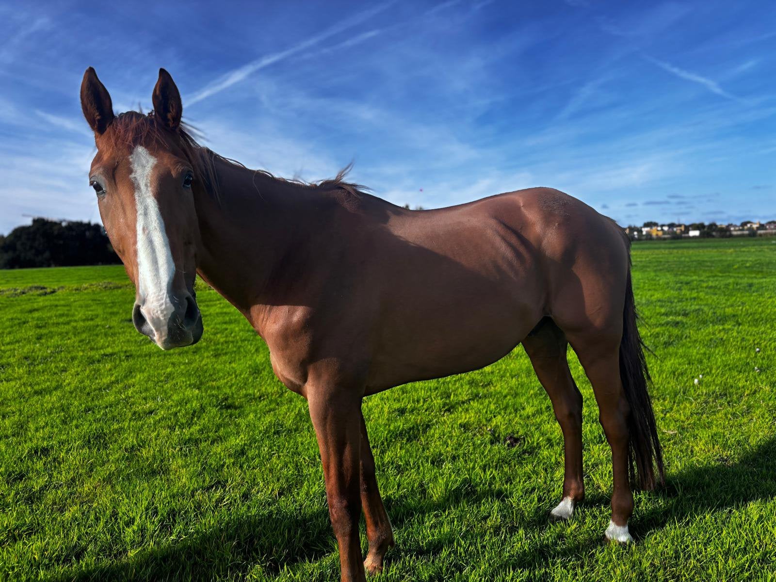 Mooie lieve vos, Dieren en Toebehoren, Ruin, Recreatiepaard