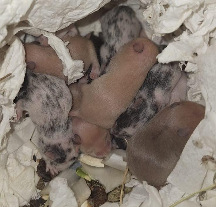 🐹Syrische hamster / goudhamster – stamboom – hobbyfokker, Dieren en Toebehoren, Hamster, Mei, Meerdere dieren, Tam