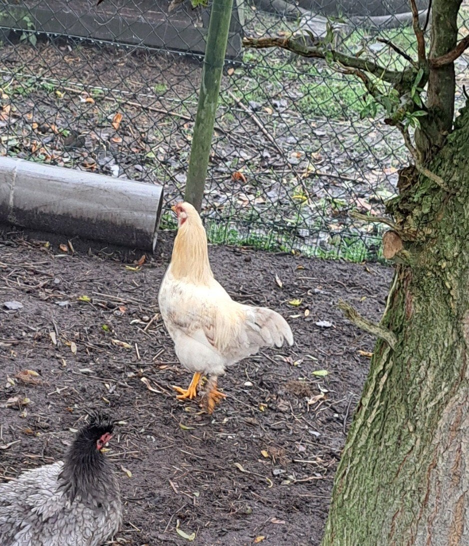 gratis haan, Mannelijk, Kip