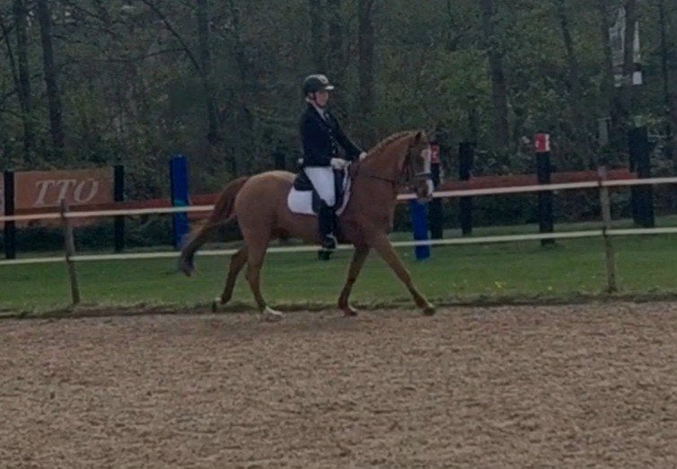 Lieve en brave leerpony d-pony of familiepaardje, Merrie, 11 jaar of ouder