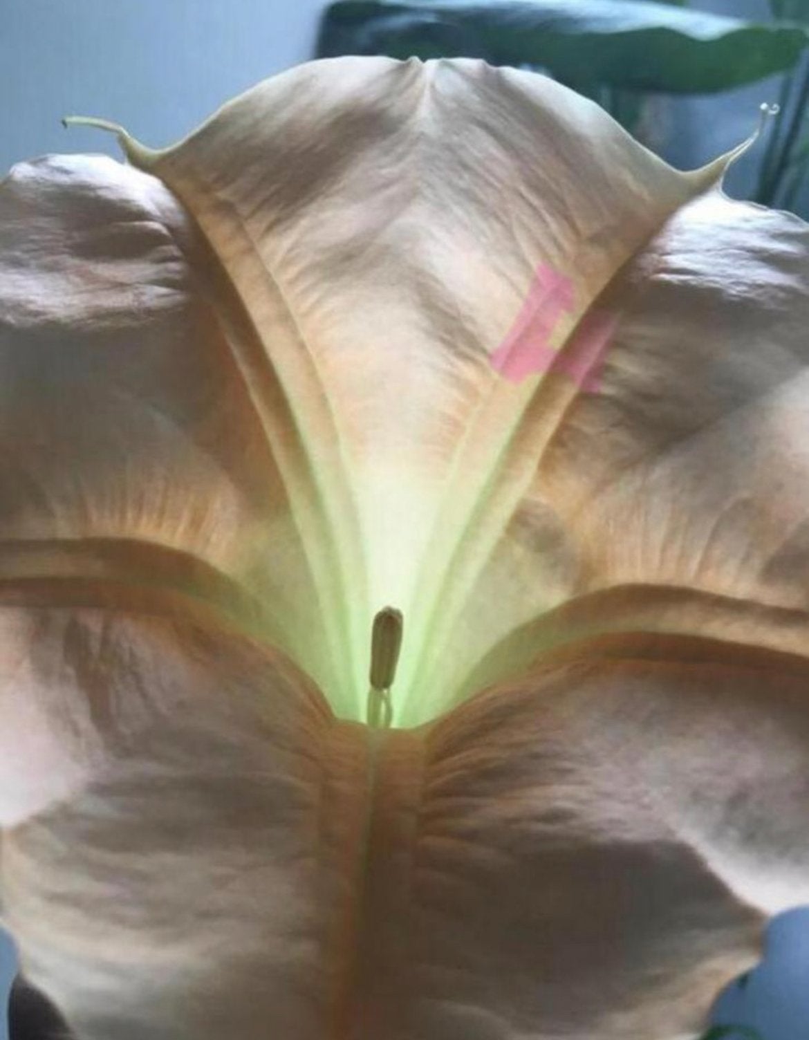 Geurende BIO Brugmansia stekjes en planten, Ophalen, Overige soorten, Volle zon
