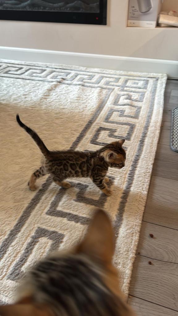 Bengaal kittens, Dieren en Toebehoren, Katten en Kittens | Overige Katten, Meerdere dieren, Kortharig, 0 tot 2 jaar