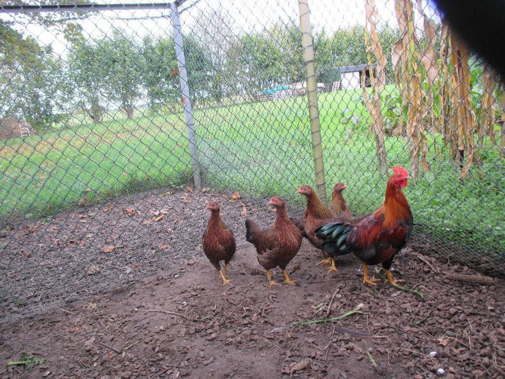 Welsumer kriel, Meerdere dieren, Kip