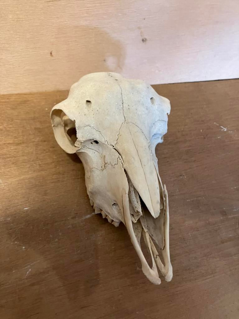 Schedel van een schaap, Ophalen of Verzenden, Gebruikt, Boerderijdier, Schedel