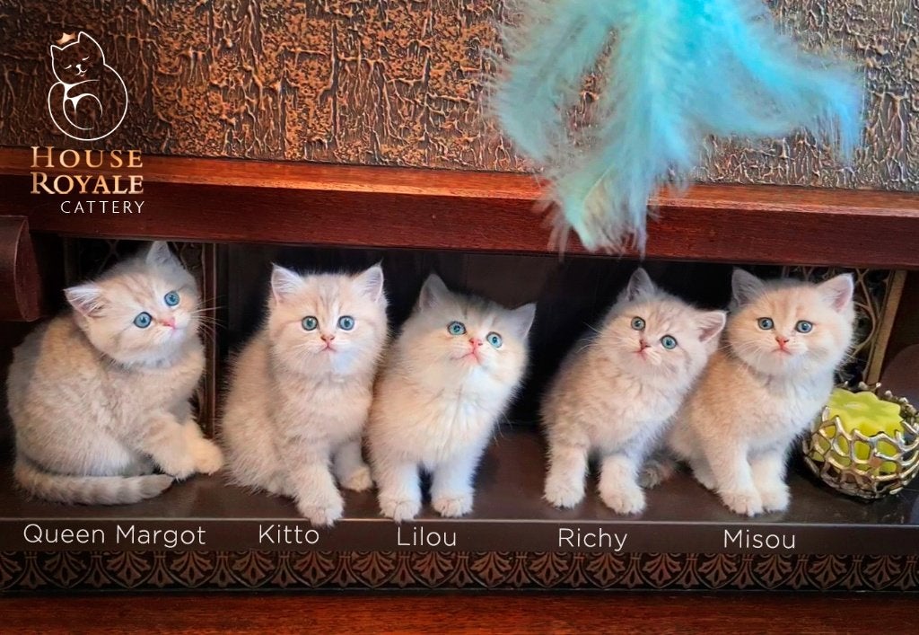 De mooiste en liefste Britse Korthaar kittens met stamboom, Meerdere dieren, Met stamboom, 0 tot 2 jaar