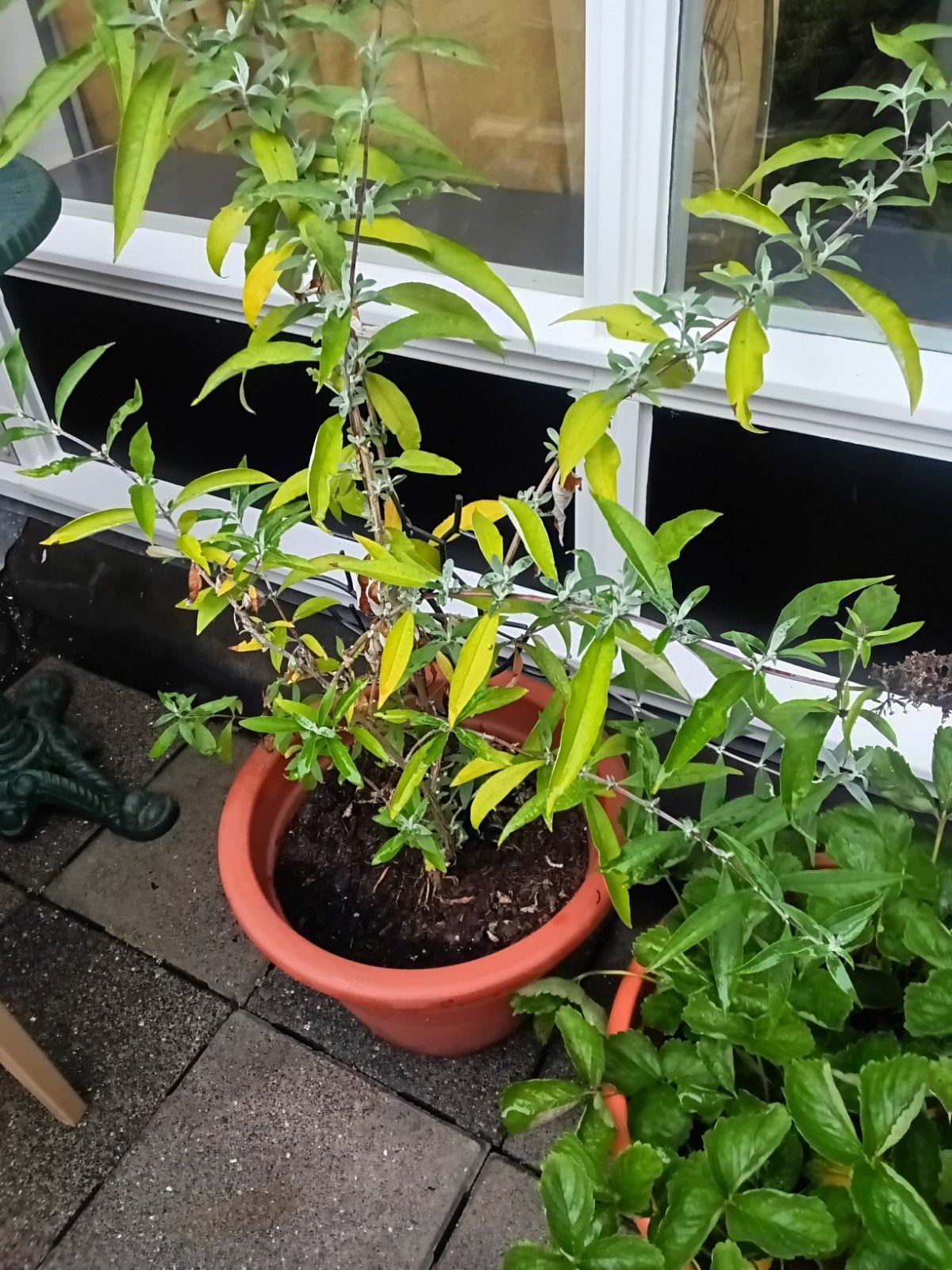 vlinderplant in pot, inclusief pot, Ophalen, Overige soorten, Volle zon