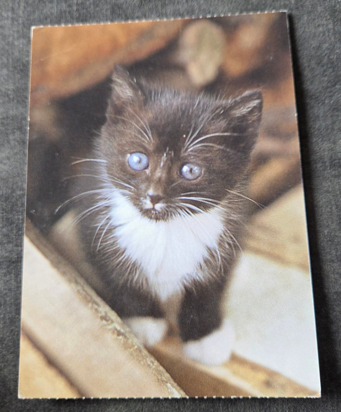 Schattige kitten - ANSICHTKAART, Verzenden, 1980 tot heden, Gelopen, Hond of Kat
