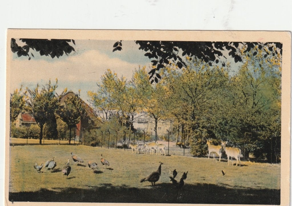 Boekel (N.Br.) - Huize Padua, Hertenpark., Ophalen of Verzenden, 1940 tot 1960, Ongelopen, Noord-Brabant