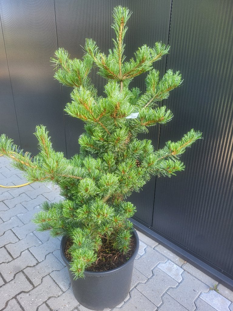 Pinus parviflora" Schoon,s "Bonsai, Tuin en Terras, Planten | Bomen, Bloeit niet, Halfschaduw, Minder dan 100 cm, Zuilboom