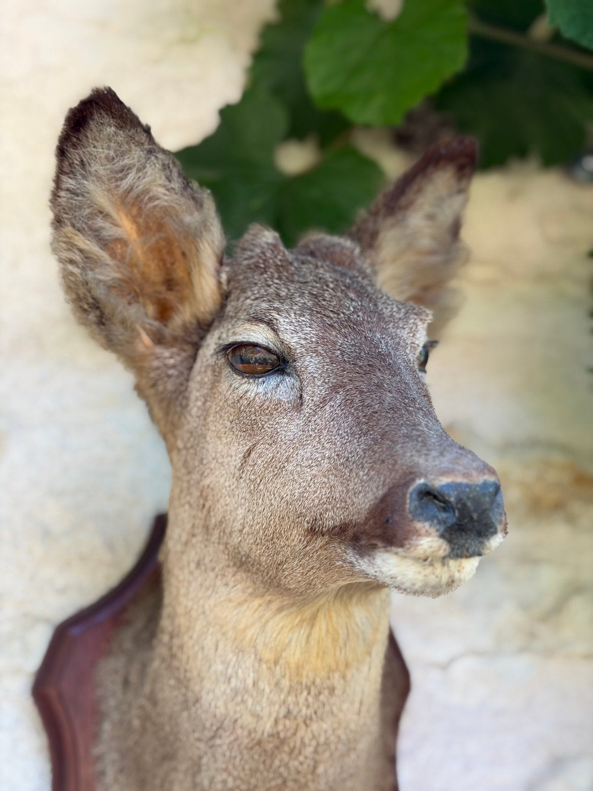 Prachtige hertenkop reeenkoje  taxidermie, Verzamelen, Dierenverzamelingen, Ophalen of Verzenden, Zo goed als nieuw, Opgezet dier