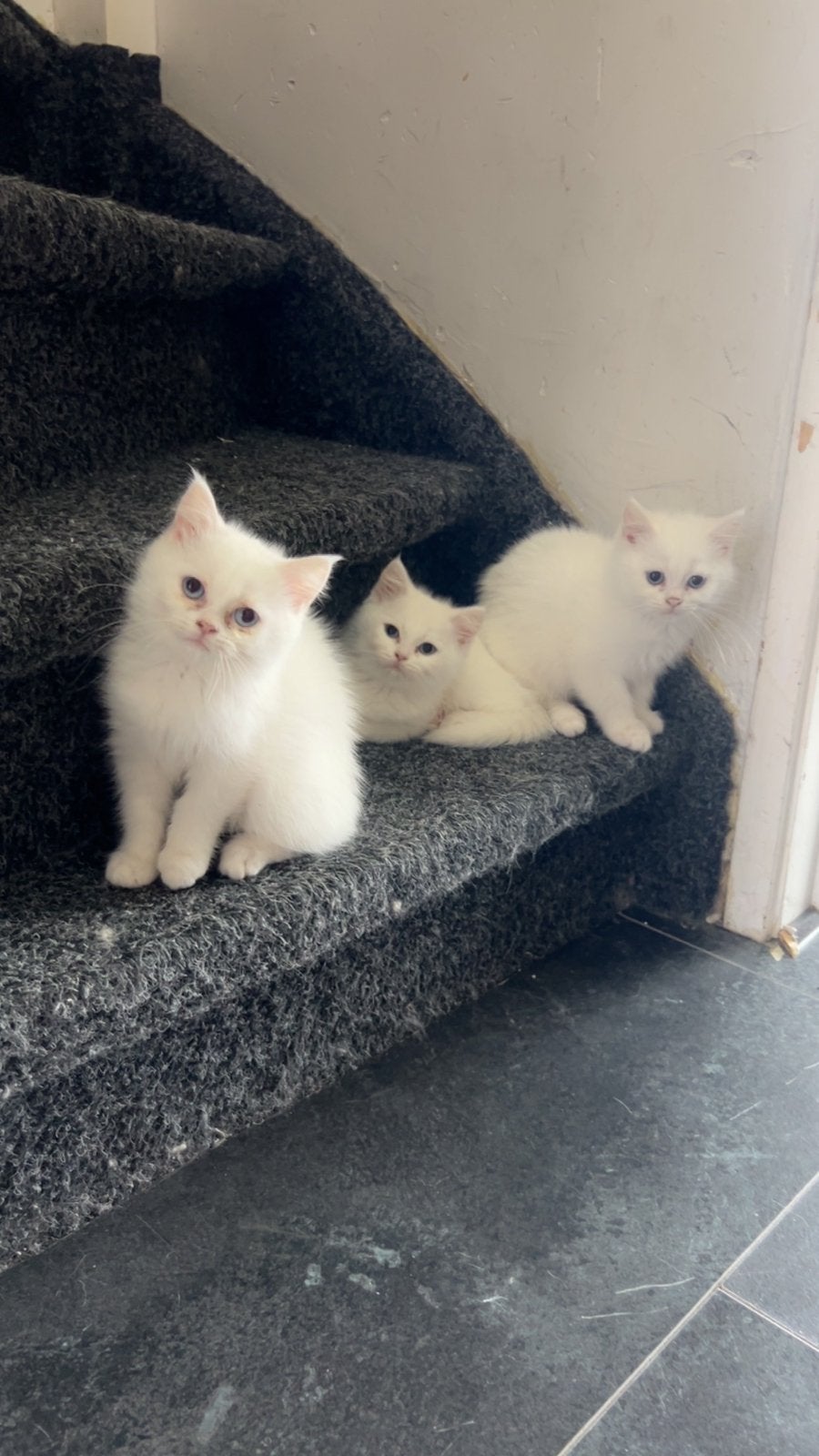 Te koop:3 Brits langhaar kittens, Meerdere dieren, Ontwormd, 0 tot 2 jaar