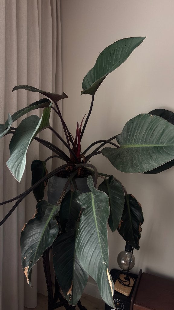 Grote Philodendron (Rojo Congo) – prachtige statement plant, Huis en Inrichting, Ophalen, 100 tot 150 cm, Overige soorten, Halfschaduw