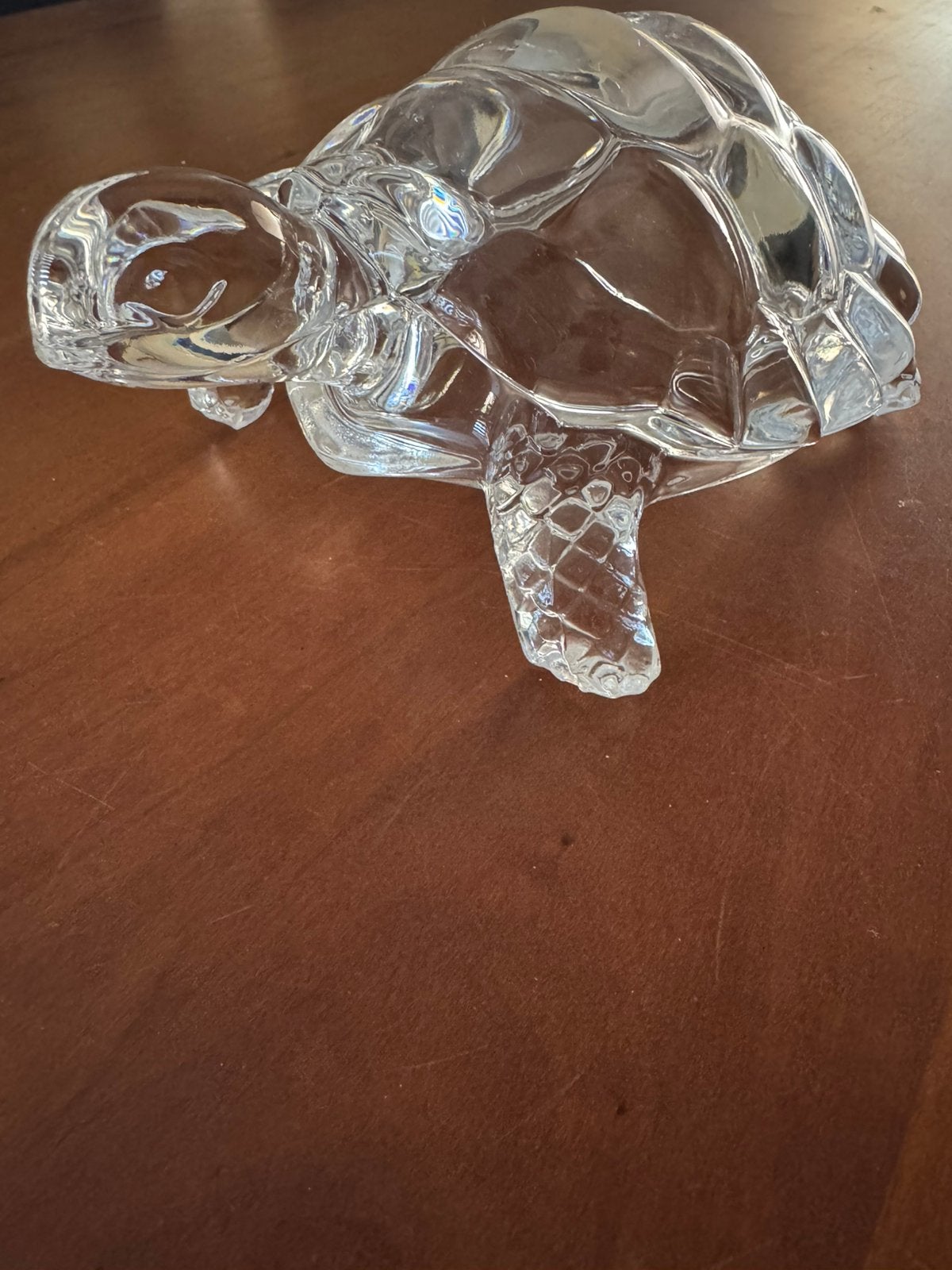 Grote glazen schildpad, Ophalen of Verzenden