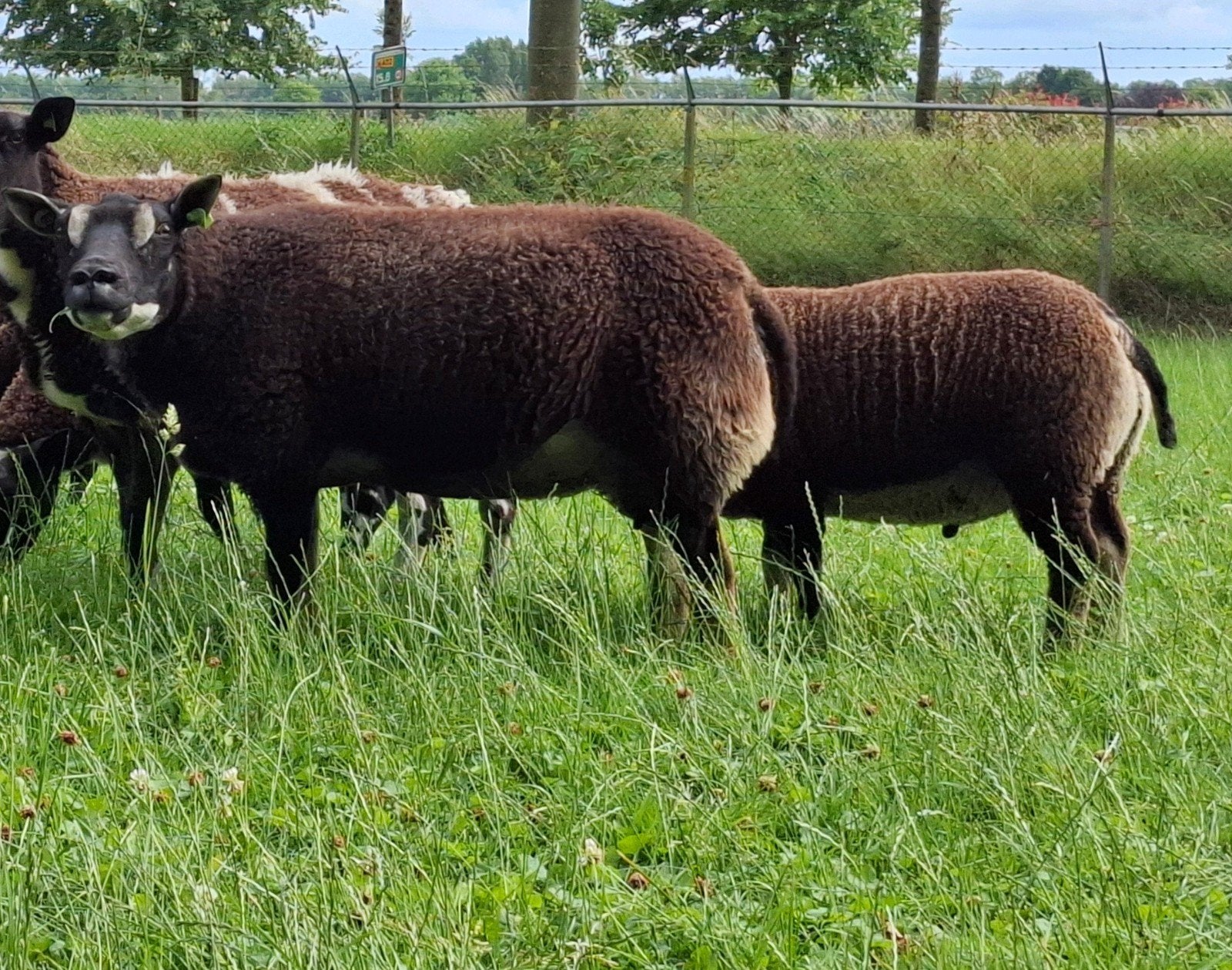 Dassenkop ooi en 2 ramlammeren ARR/ARR, Dieren en Toebehoren, Schapen, Geiten en Varkens, Vrouwelijk, Schaap