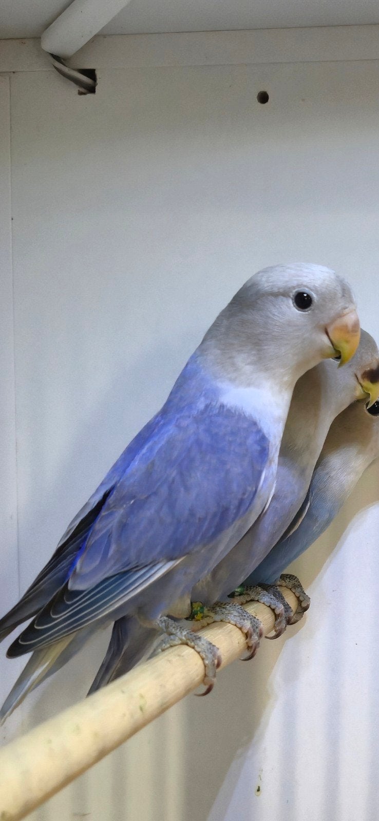 Mooie jonge roseicollies, Dwergpapegaai of Agapornis, Geringd