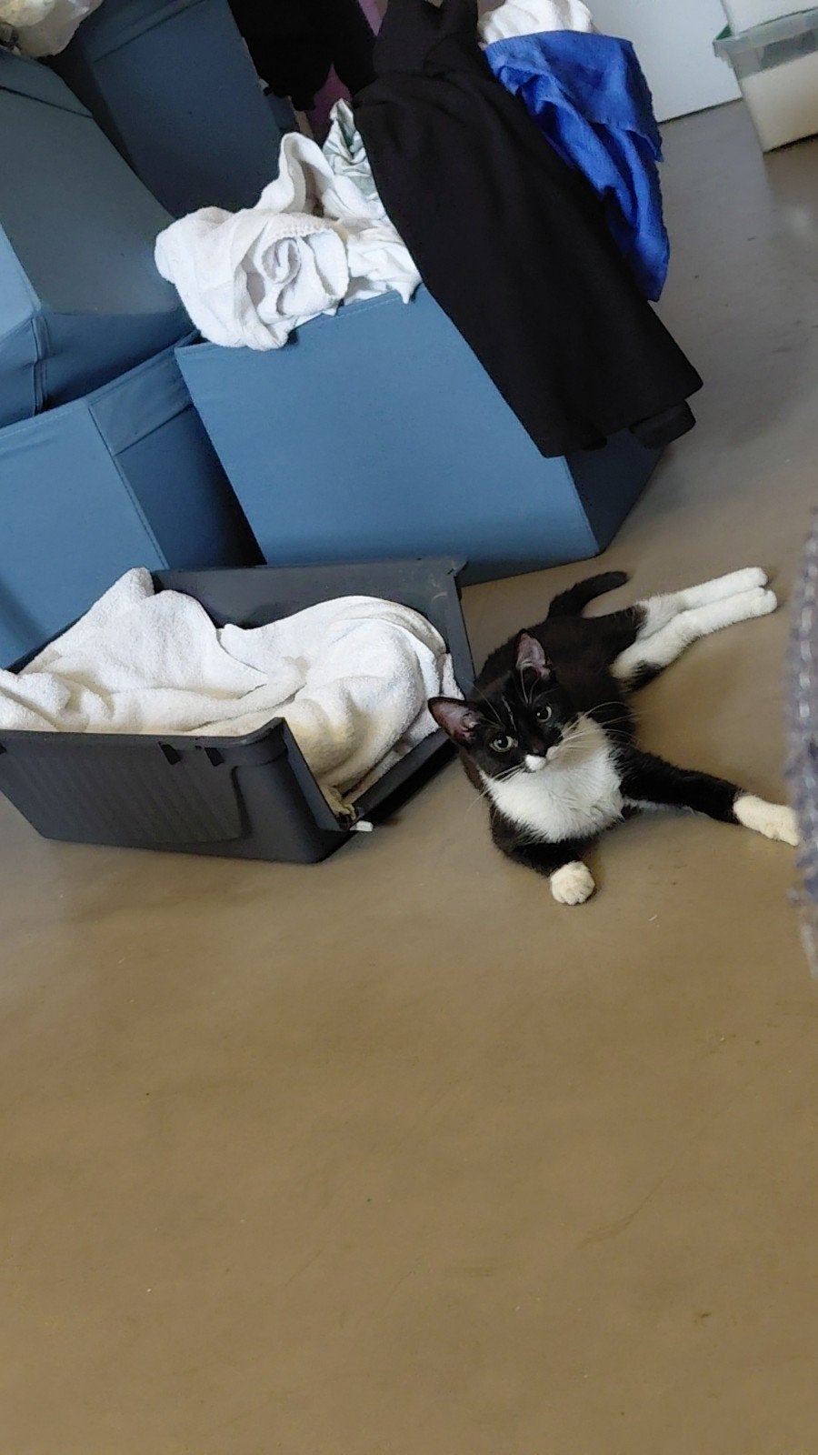Europese korthaar, poes, Poes, Kortharig, 0 tot 2 jaar