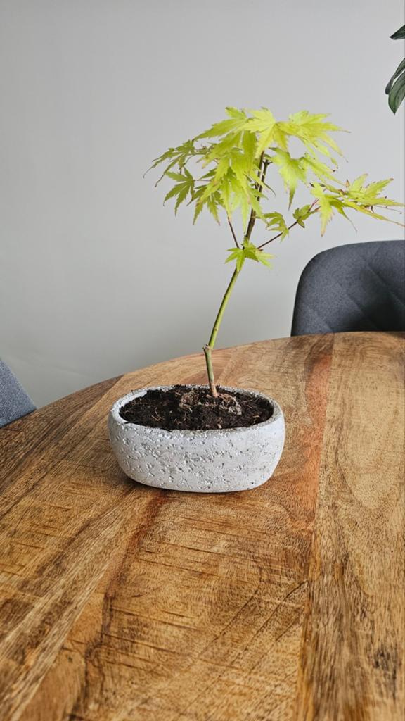 Japanse Esdoorn Bonsai, In pot, Minder dan 100 cm, Bonsai, Groene kamerplant