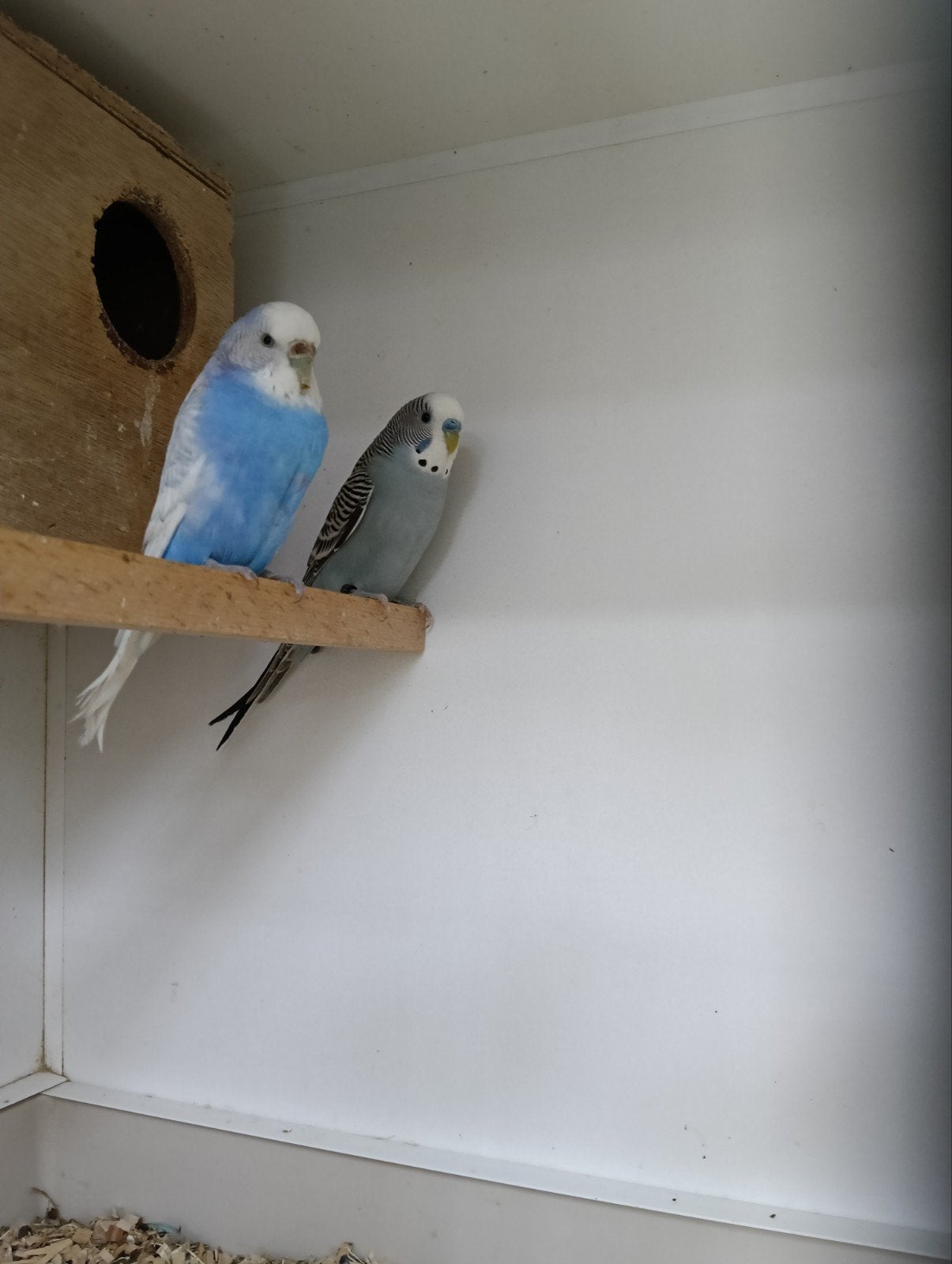 2 koppeltjes grasparkieten, Meerdere dieren, Parkiet, Geringd