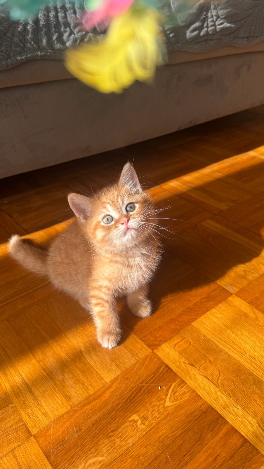 💛🐱BKH Babykitten te koop - beschikbaar vanaf 1.10, Dieren en Toebehoren, Geslacht onbekend, Ontwormd, 0 tot 2 jaar
