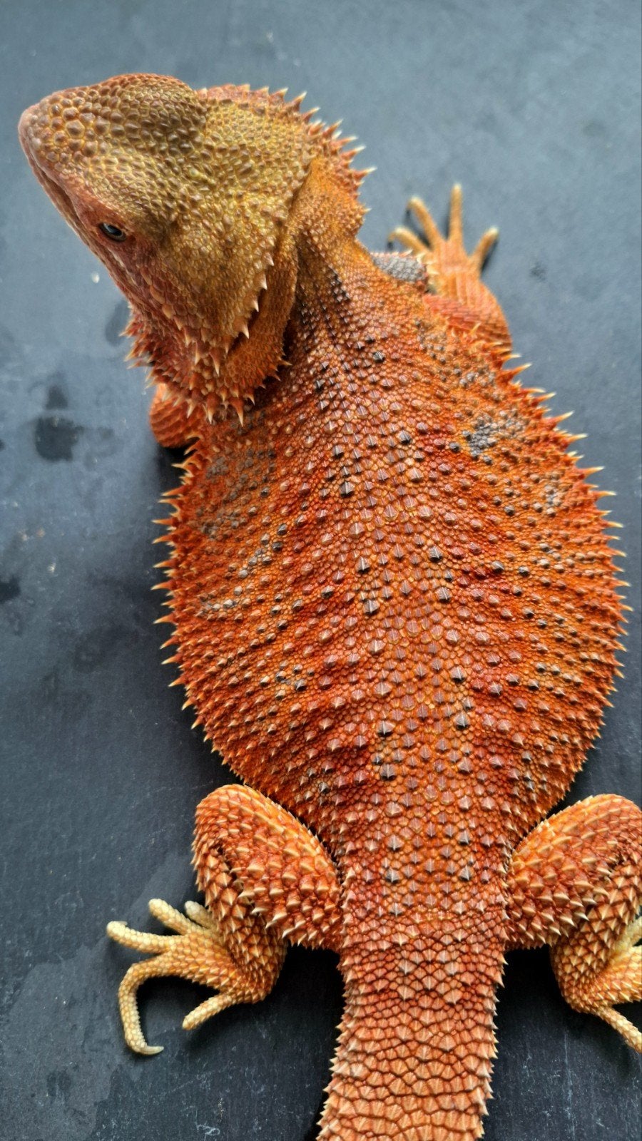 Red Hypo Baardagaam vrouw 11 maanden Bearded Dragon - female for sale from Design Dragons