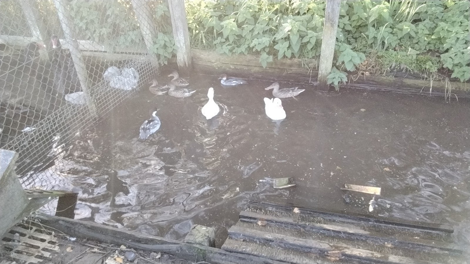 Tekoop witte kwakers witte manderijn vr  wyandot columbia, Dieren en Toebehoren, Meerdere dieren, Eend