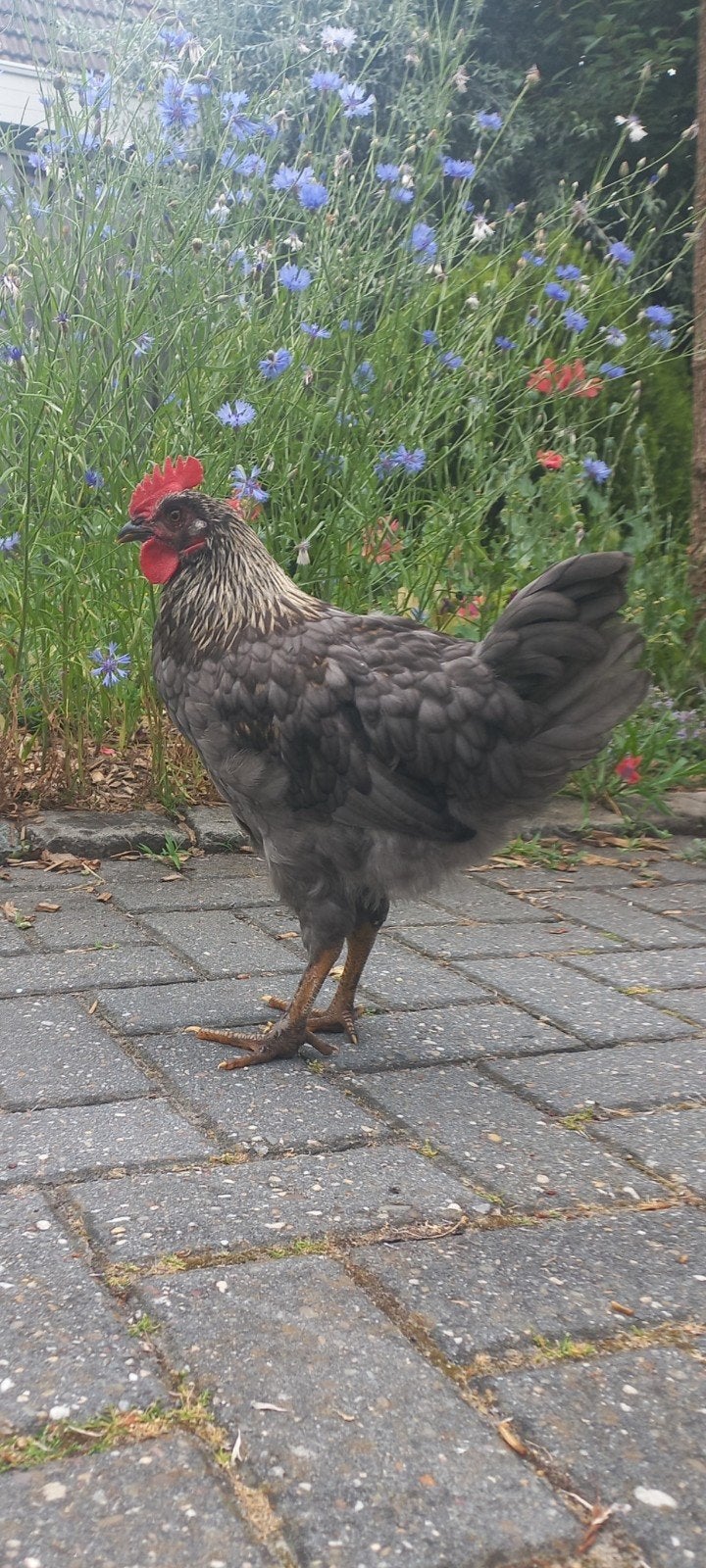 2 gratis haantjes, Dieren en Toebehoren, Pluimvee, Mannelijk, Kip