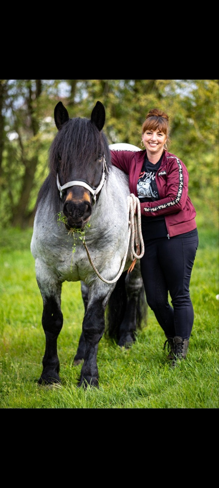 Verzorger of verzorgers gezocht voor Fries en Noriker, Verzorging of Verzorgpony's