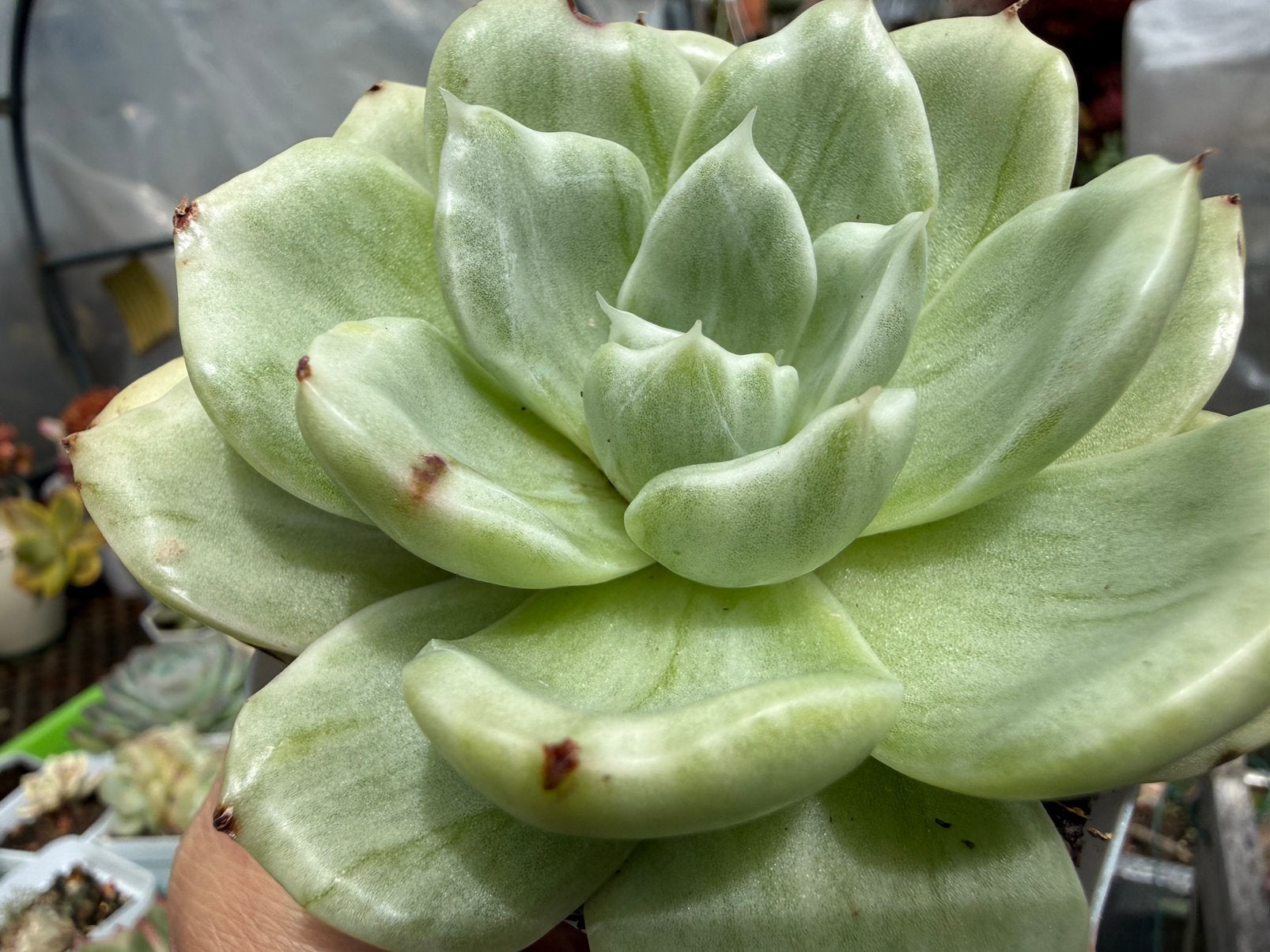 Echeveria White Crystal variegata /pot 7cm/vetplant/, Verzenden, Halfschaduw, Minder dan 100 cm