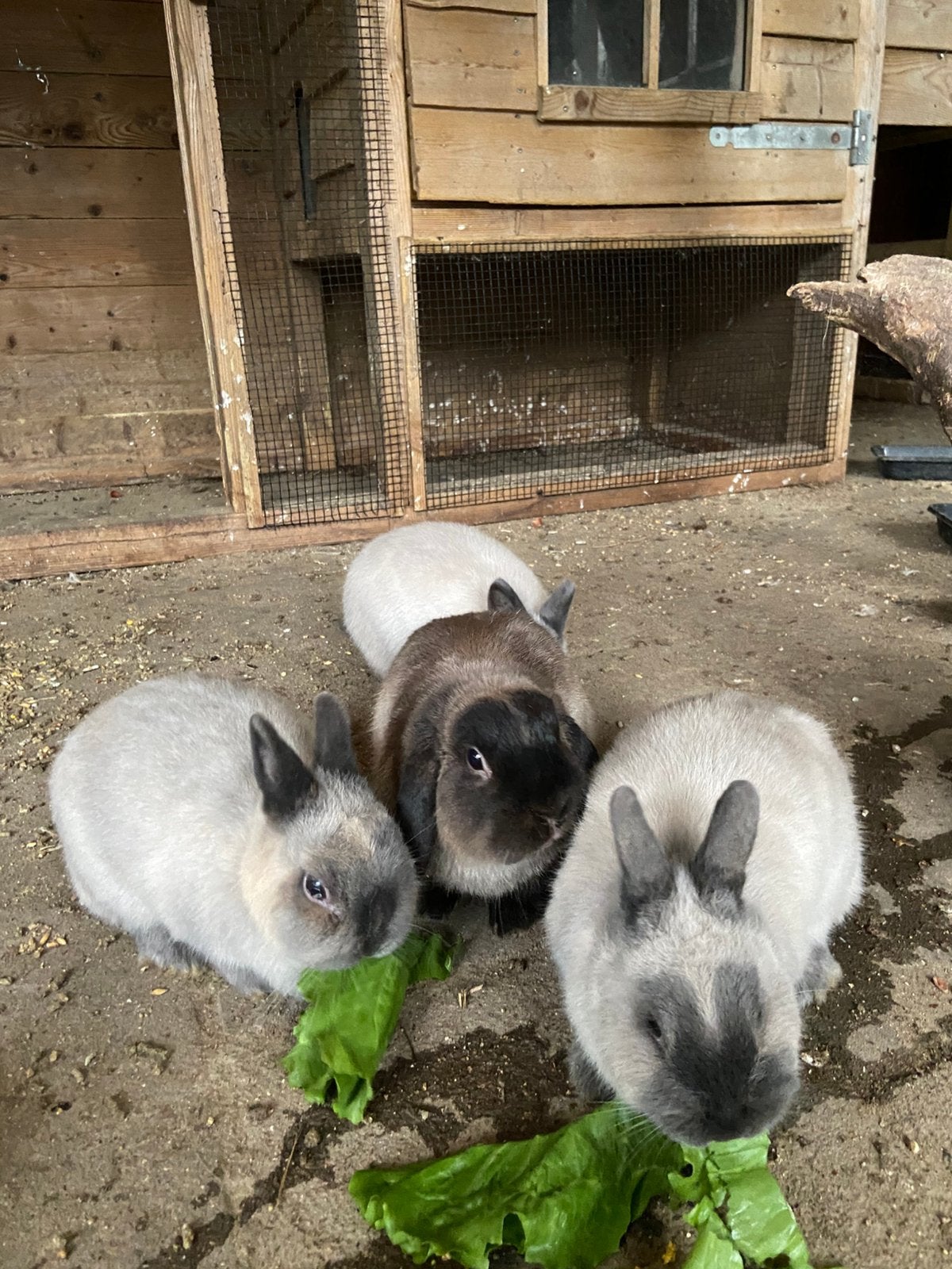 Dwergkonijnen ram + 4 voedsters, Meerdere dieren, Dwerg
