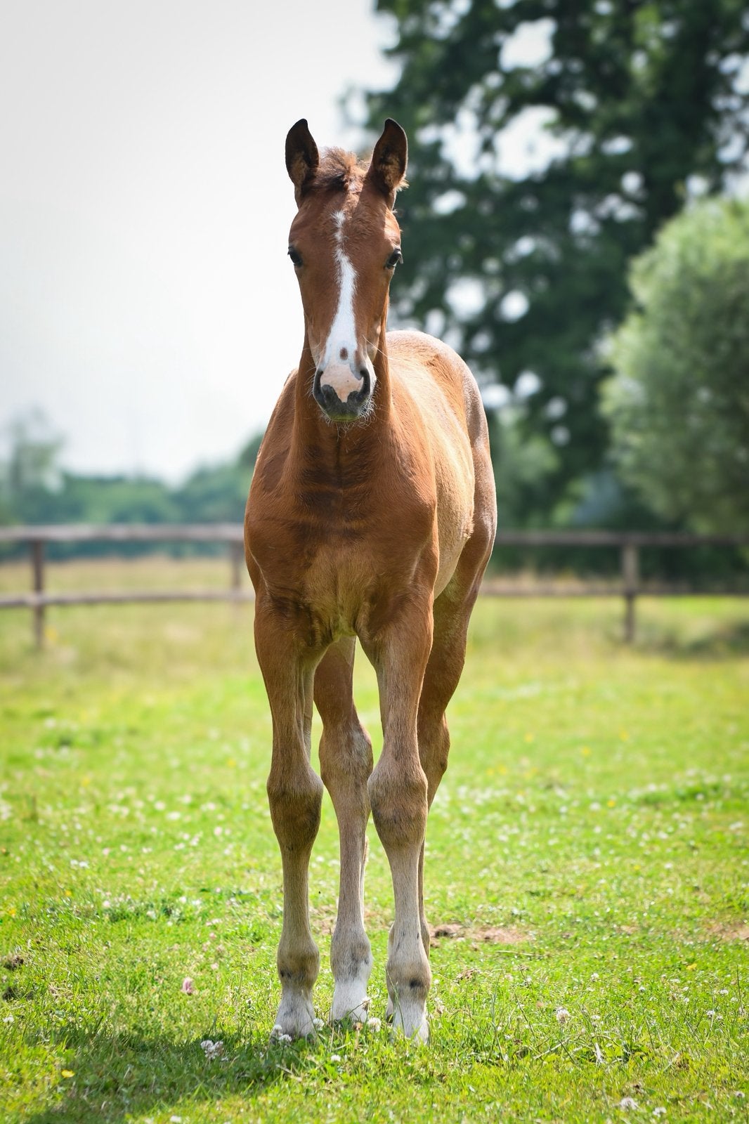 Gelderse jaarling merrie, Dieren en Toebehoren, Paarden, Merrie, Met stamboom, 0 tot 2 jaar