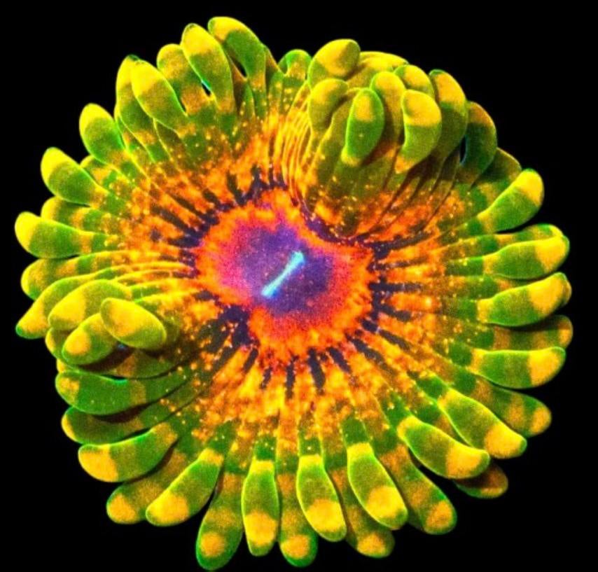 Zoanthus koraal stekken - coral frags, Dieren en Toebehoren, Overige typen, Zoutwatervis