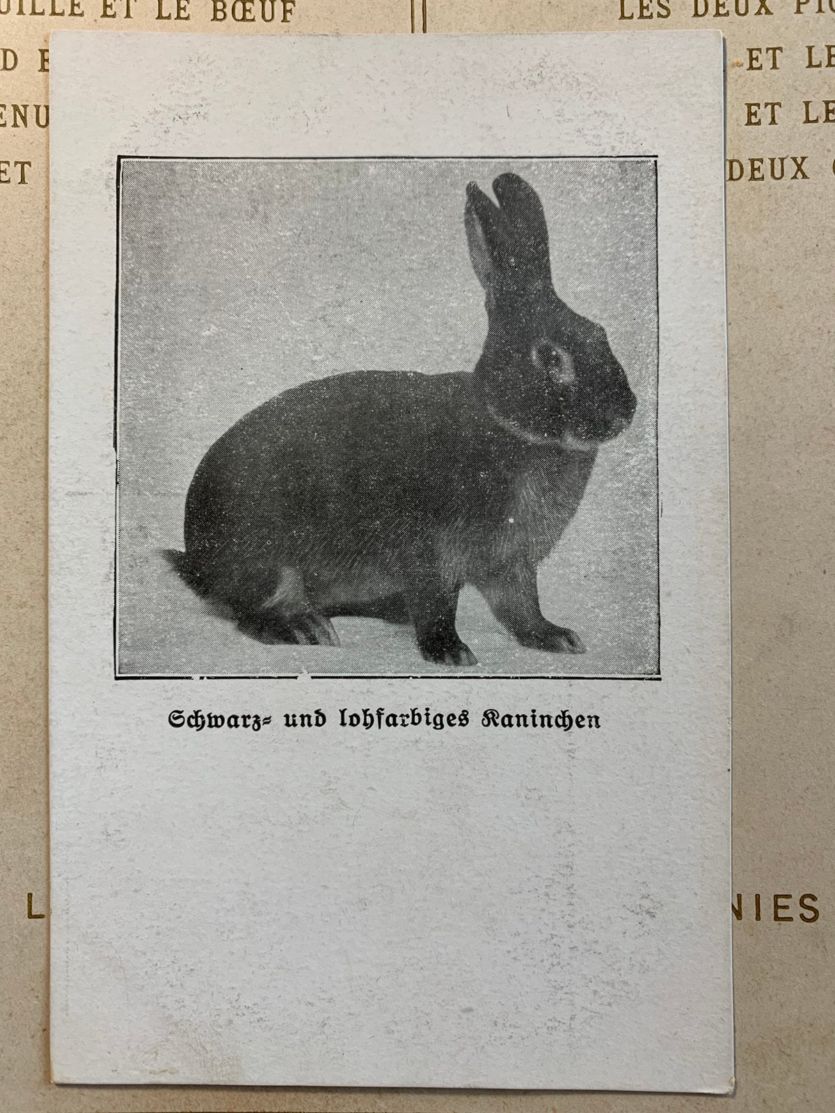 Konijn, Verzamelen, Ophalen of Verzenden, Voor 1920, Ongelopen, Overige soorten