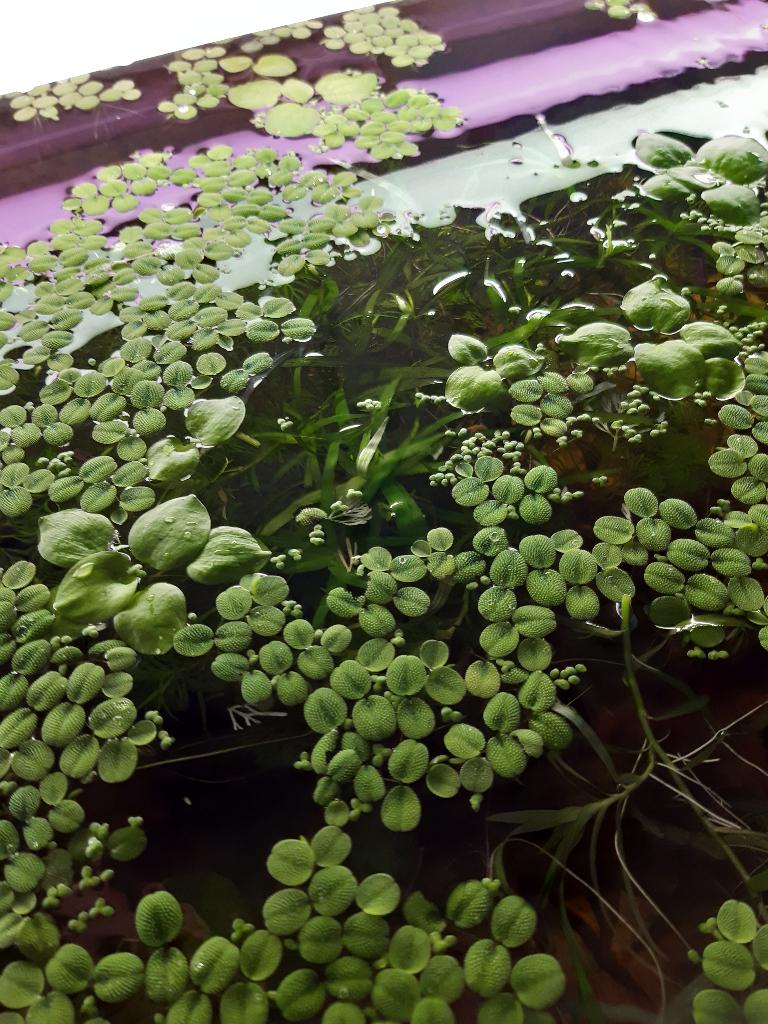 Salvinia Minima (Drijfplanten), Dieren en Toebehoren, Ophalen, Nieuw, Plant(en), Steen of Hout