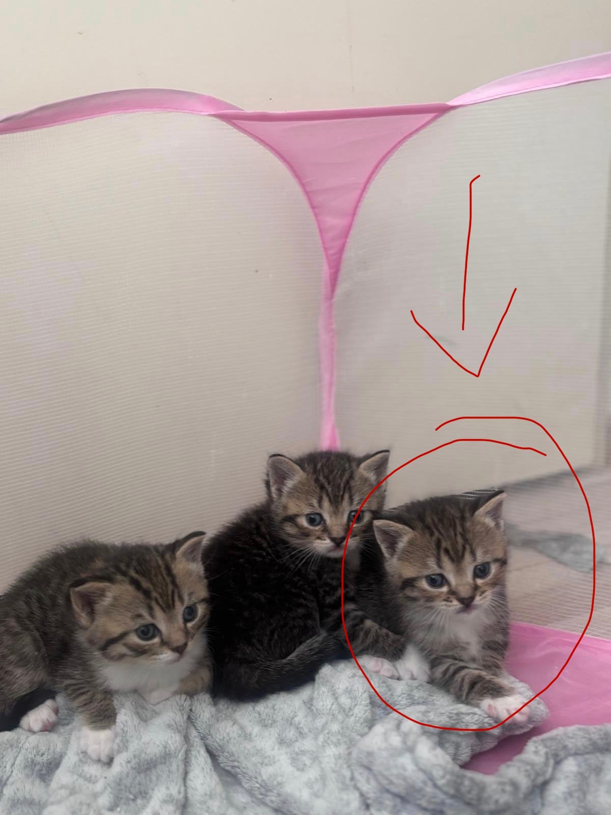 Lieve Britse Korthaar mix poes, Poes, Ontwormd, 0 tot 2 jaar