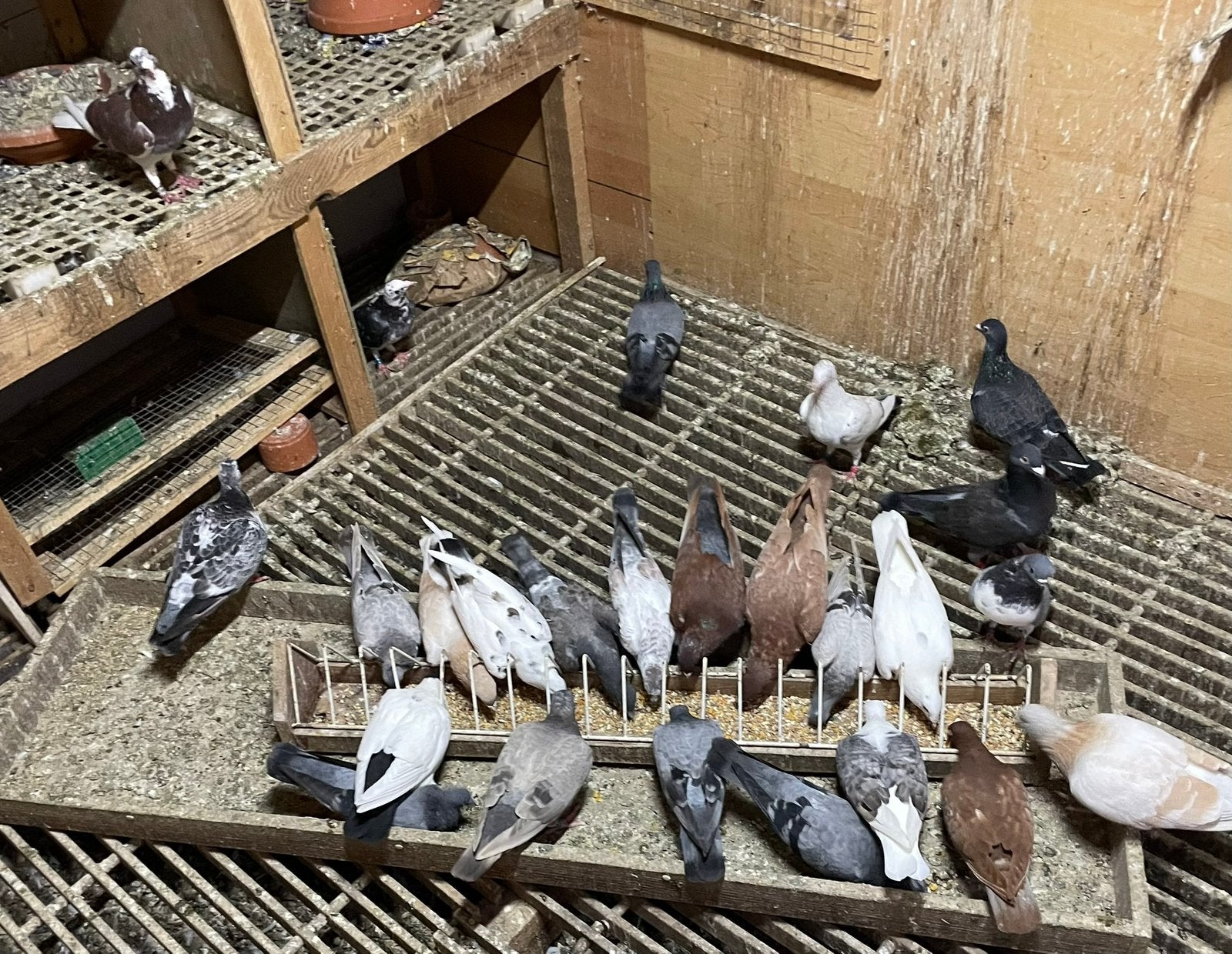 20 postduiven., Dieren en Toebehoren, Meerdere dieren, Postduif