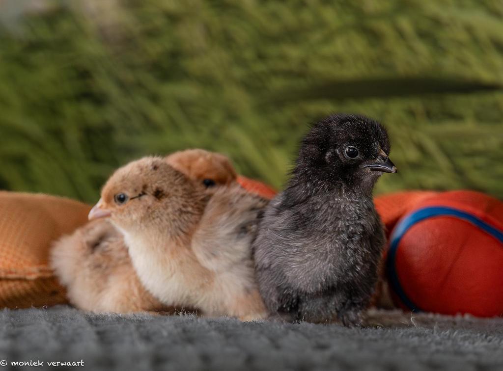 Cochin kriel kuikentjes, Dieren en Toebehoren, Pluimvee, Geslacht onbekend, Kip