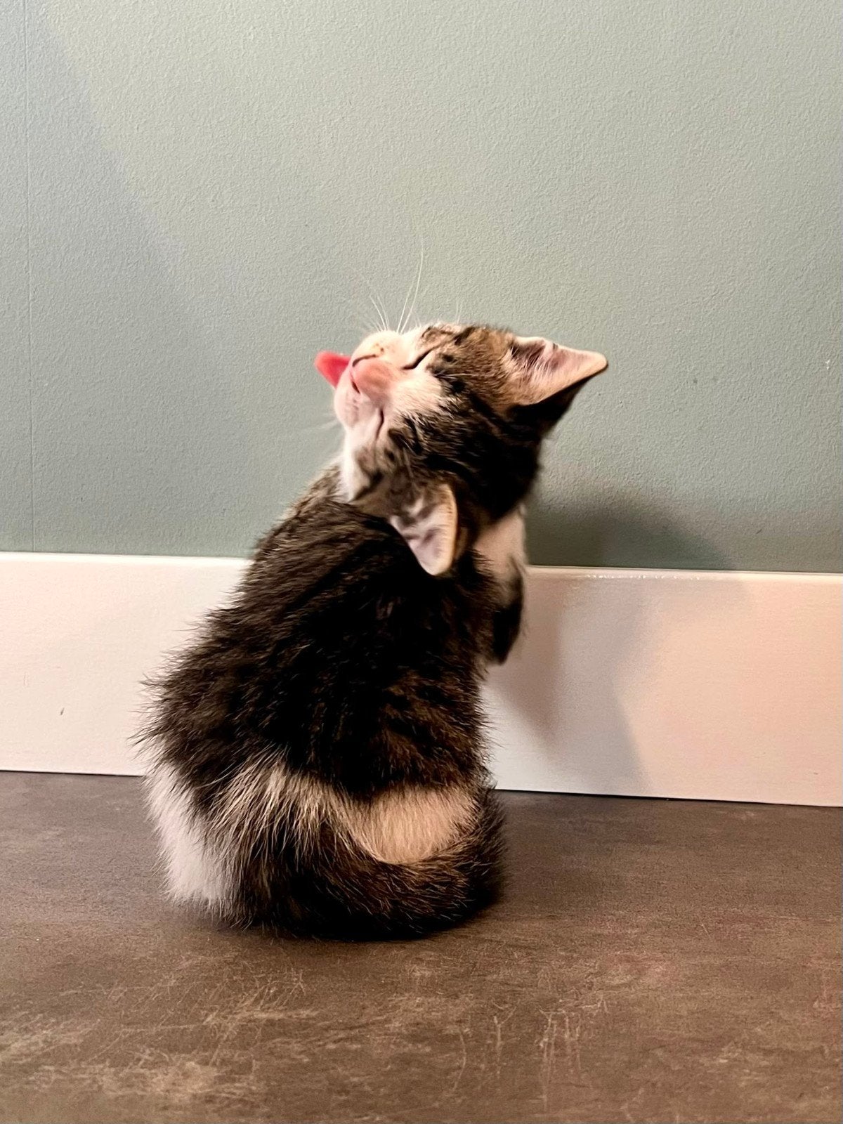 Nog 1 kitten lief grijs cyper katertje, nr 4, Meerdere dieren, Kortharig, 0 tot 2 jaar