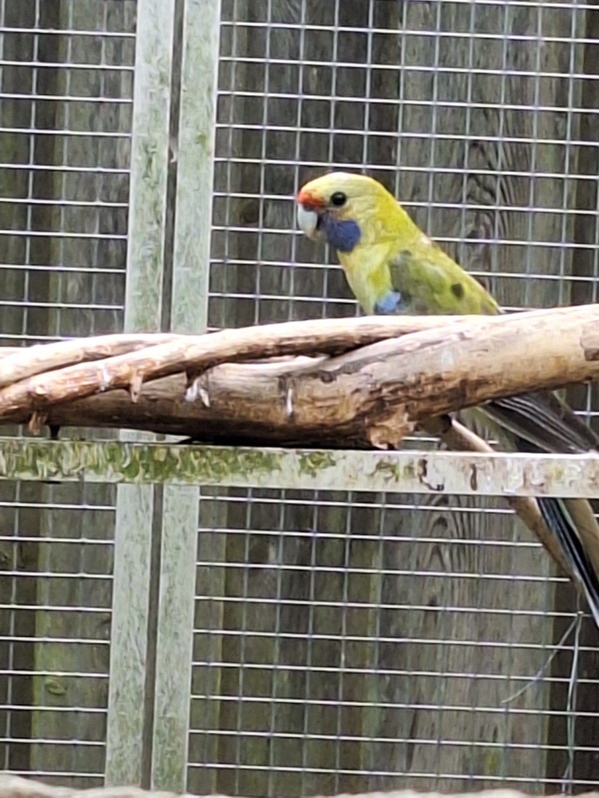 strogele rosella, Dieren en Toebehoren, Meerdere dieren, Parkiet, Geringd